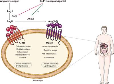 Roles of hepatic stellate cells in NAFLD: From the perspective of inflammation and fibrosis